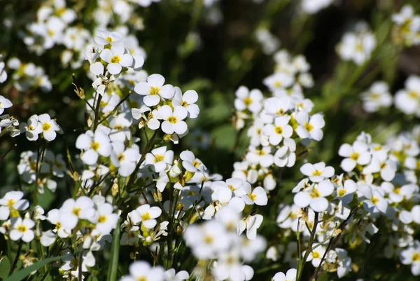 Witte bloemen — Stockfoto