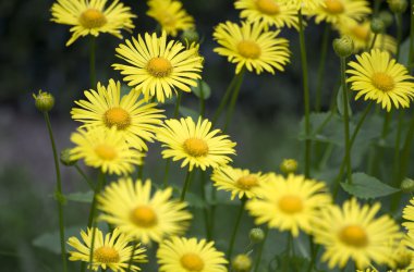 Küçük sarı çiçekler.