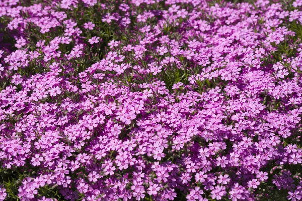 Blålila blommor — Stockfoto