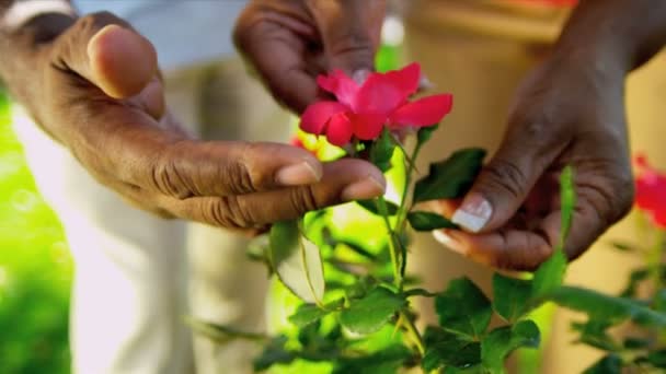 Ältere ethnische Hände pflegen Blumensträucher — Stockvideo