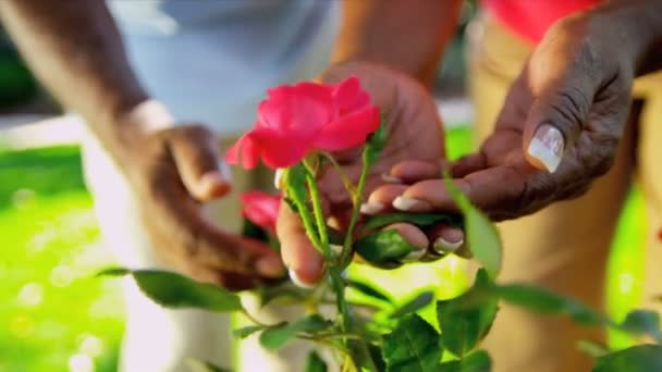 Reife afrikanisch-amerikanische Hände arbeiten Garten — Stockvideo