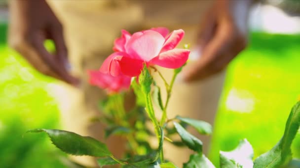 Olgun Afro-Amerikan el Bahçe çalışma — Stok video