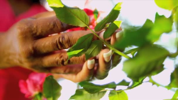 Manos étnicas mayores que tienden los arbustos de flores — Vídeos de Stock