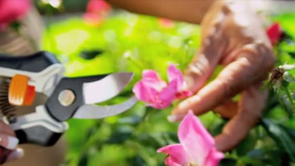 Handen alleen etnische paar snoeien bloemen — Stockvideo