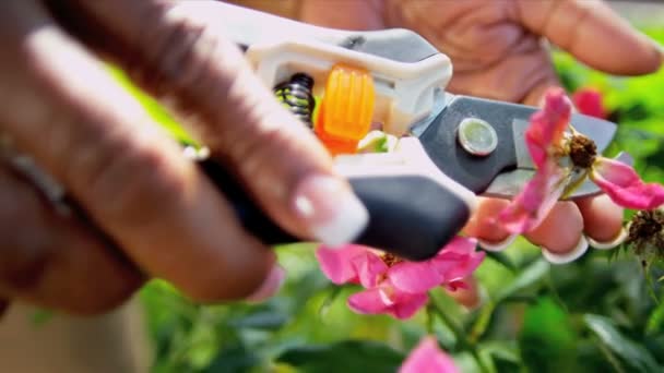 Matura afro-american mâini de lucru grădină — Videoclip de stoc