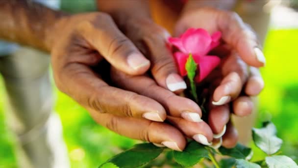 Senior etniska händer sätt blomma buskarna — Stockvideo