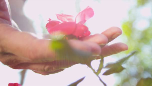 Solo manos Pareja étnica sosteniendo flores — Vídeo de stock