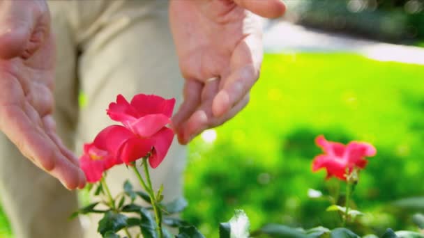 Senior Ethnic Hands Tending Flower Bushes — Stock Video