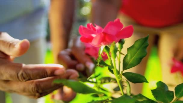 Mature African American Hands Working Garden — Stock Video