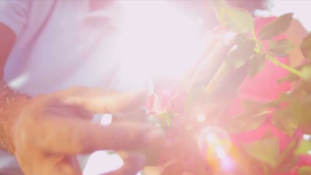 Senior etniska händer sätt blomma buskarna — Stockvideo