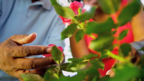 Mogna afroamerikanska händer arbetar trädgård — Stockvideo