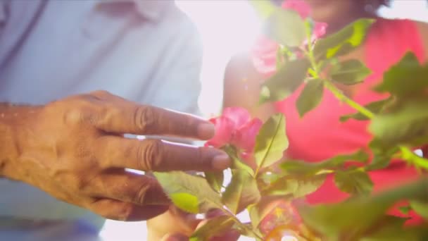 Ruce pouze etnický pár drží květiny — Stock video
