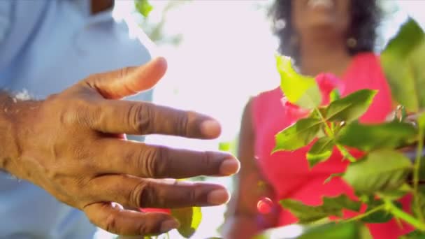 Mãos étnicas seniores cuidando de arbustos de flores — Vídeo de Stock