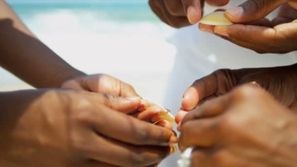 Close up de mãos afro-americanas segurando conchas — Vídeo de Stock