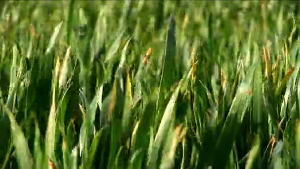 Grüne Grasfelder mit Halmen, die Sonnenlicht reflektieren — Stockvideo