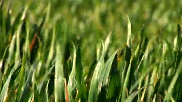 Green grass fields with blades reflecting sunlight — Stock Video