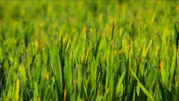 Зеленые травяные поля с лопастями, отражающими солнечный свет — стоковое видео
