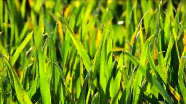 Зеленые травяные поля с лопастями, отражающими солнечный свет — стоковое видео