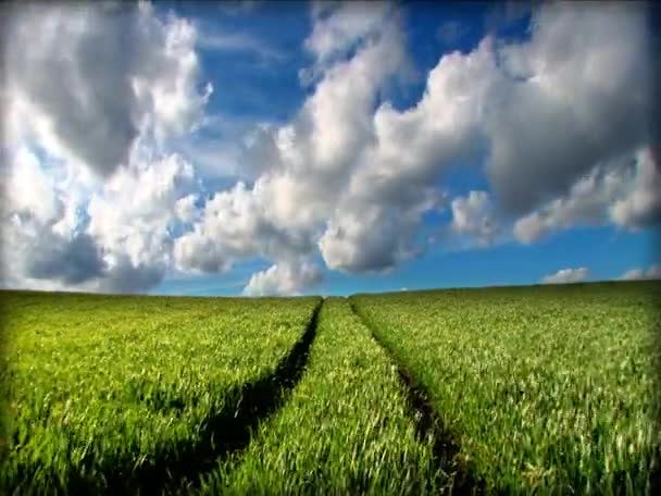 Champs d'herbe verte et image environnementale propre — Video