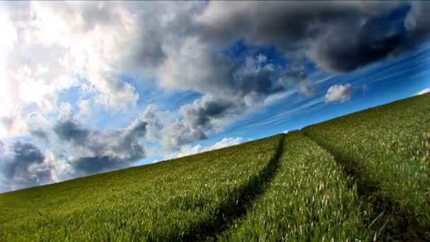 Campos de grama verde e imagem ambiental limpa — Vídeo de Stock