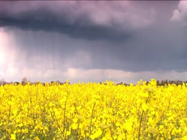 Bio brandstof gewas met storm wolken — Stockvideo