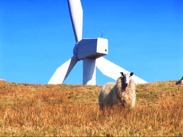 Power vindkraftpark producera energi i miljön — Stockvideo