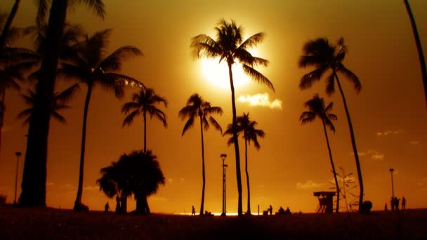 Reflections of & palm trees in silhouette at sunset — Stock Video