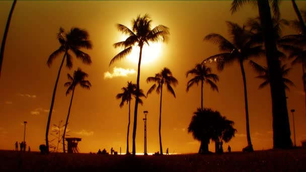 Palmeiras em silhueta ao pôr do sol — Vídeo de Stock