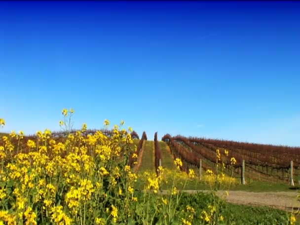 Filas de viñas en un viñedo en el valle de Napa — Vídeo de stock
