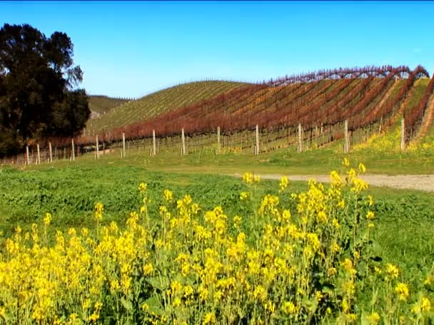 Rijen van wijnstokken in een wijngaard in napa valley — Stockvideo