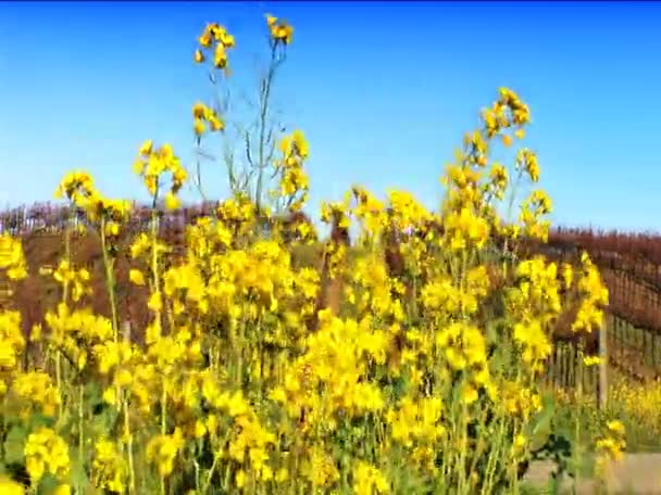 Fileiras de videiras em uma vinha no vale de Napa — Vídeo de Stock