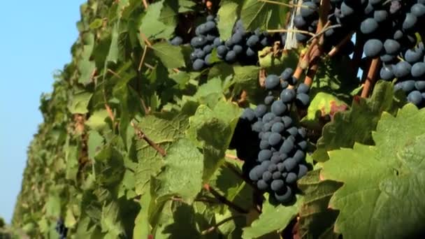 Rows of grapevines in a vineyard — Stock Video