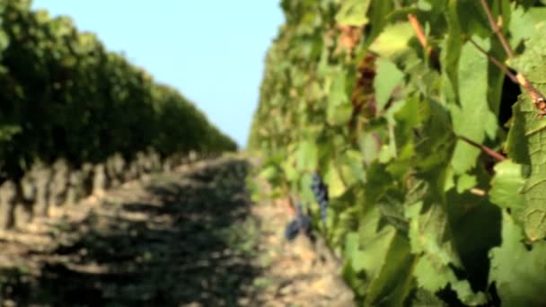 Close shot of vine leaves and bunch of red grapes — Stock Video