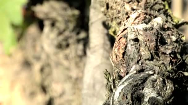 Close shot of vine leaves and bunch of red grapes — Stock Video