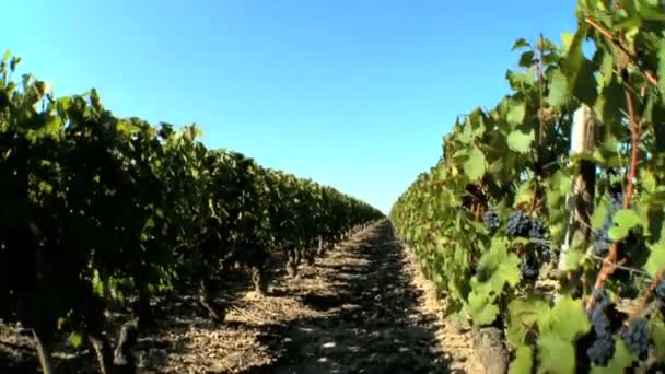 Reihen von Weinreben in einem Weinberg - Pfanne erschossen — Stockvideo