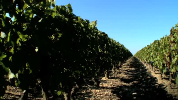 Reihen von Weinreben in einem Weinberg - Pfanne erschossen — Stockvideo