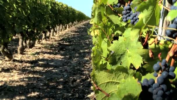 Close shot of vine leaves and bunch of red grapes — Stock Video