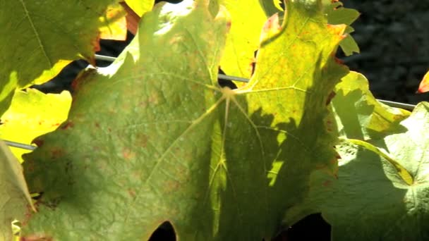 Close shot of vine leaves and bunch of red grapes — Stock Video