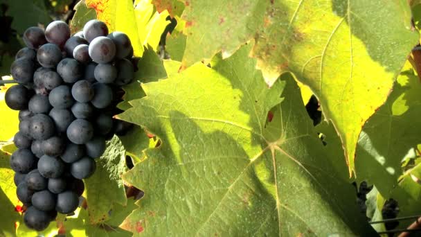 Gros plan de feuilles de vigne et de grappes de raisins rouges — Video