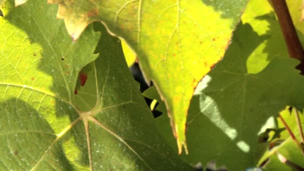 Close shot of vine leaves and bunch of red grapes — Stock Video