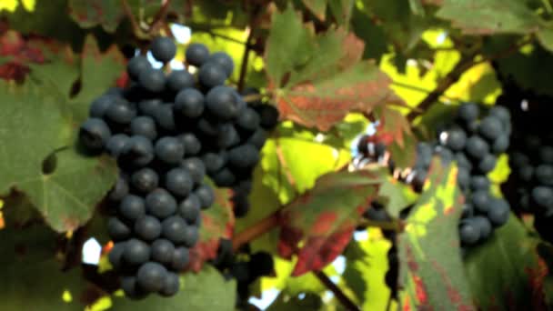 Folhas de videira e uvas vermelhas com copos cheios de vinho — Vídeo de Stock