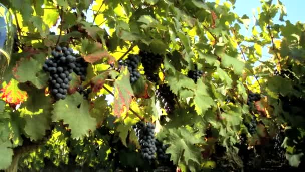 Листья винограда и красный виноград с бокалами, наполненными вином — стоковое видео
