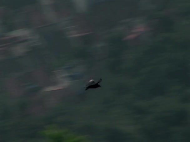 Buitres sobrevolando la ciudad de Río de Janeiro — Vídeos de Stock