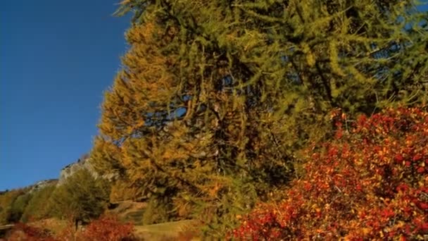 Impresionante prado alpino en otoño con pastoreo de ovejas — Vídeo de stock