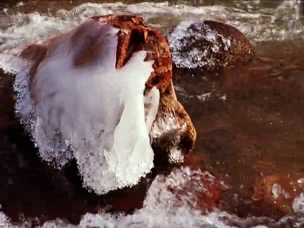 Färskvatten floden i en nationalpark på vintern — Stockvideo