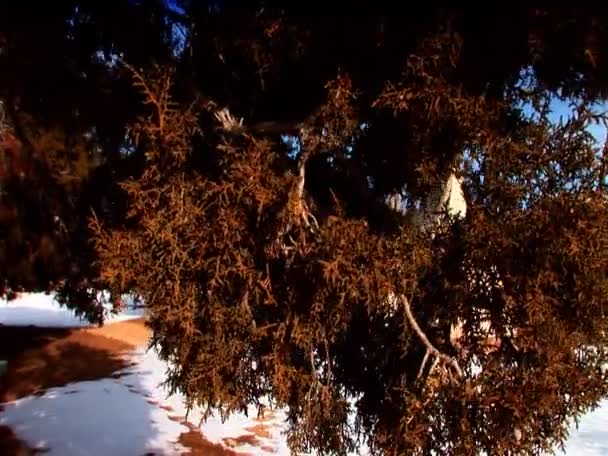 Teepee nativi indiani & neve nel campeggio invernale nel parco nazionale — Video Stock