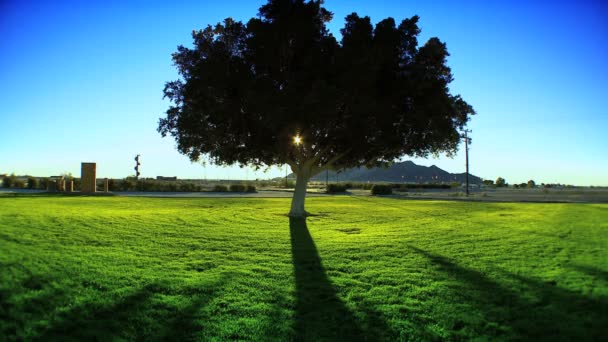 Sombras desde el amanecer detrás de un árbol — Vídeos de Stock