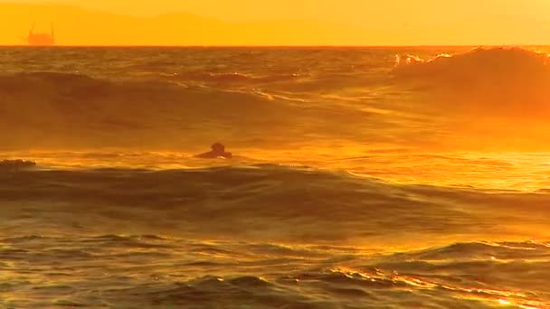 Surfing waves at sunset — Stock Video