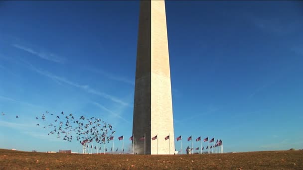 Mirando el Monumento a Washington y banderas — Vídeo de stock