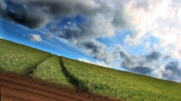 Nuages temporels dramatiques au-dessus d'un champ de blé en croissance — Video